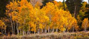 Aspens along road to Virginia Lake-0430 Aspens along road to Virginia Lake-0430